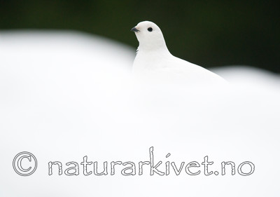 BB 15 0005 / Lagopus muta / Fjellrype